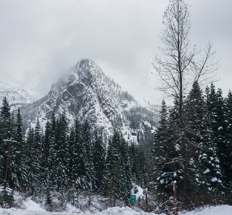 Snowy mountain peak with trees.