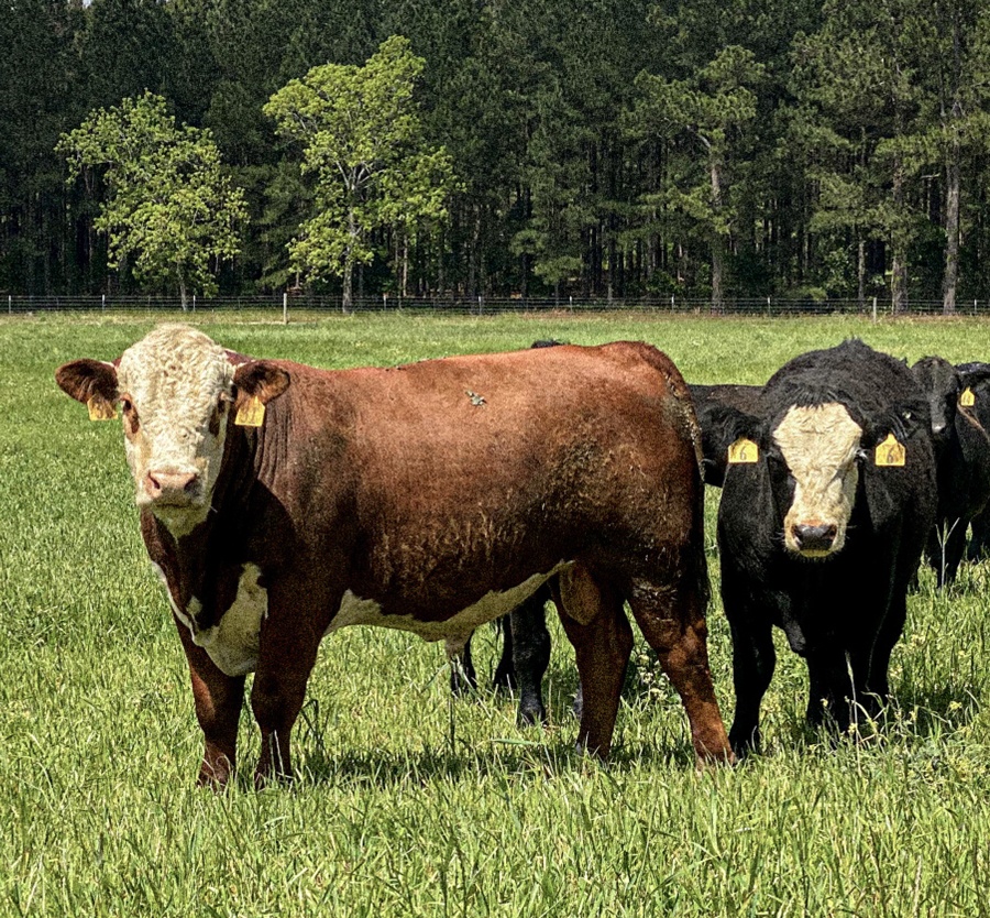 Cattle in a field.