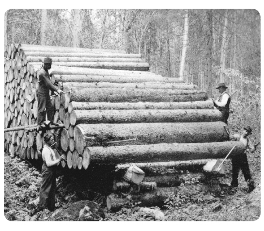 Timber cruisers measuring a stack of logs.