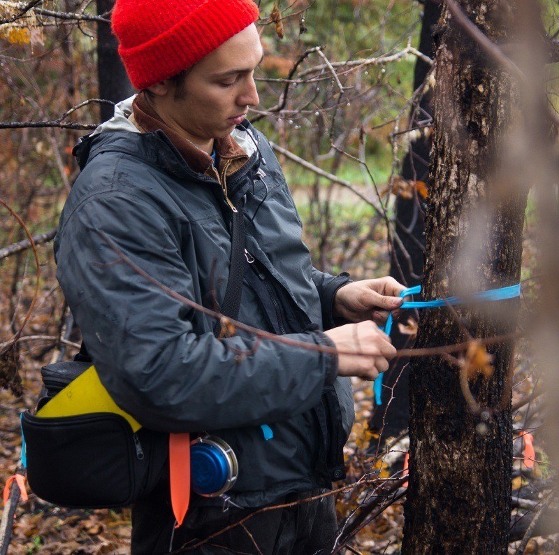 arborist measuring fire damaged tree