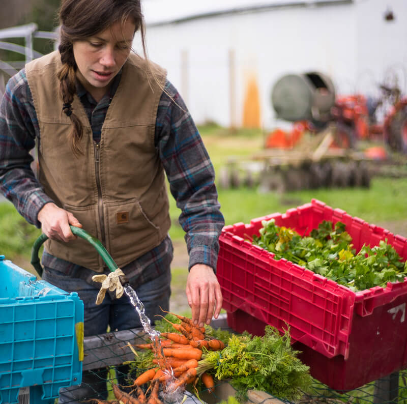 farmer washing carrots